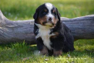 Les chiots de Bouvier Bernois