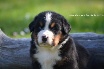 Les chiots de Bouvier Bernois