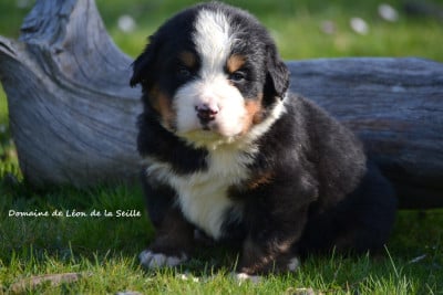 Les chiots de Bouvier Bernois