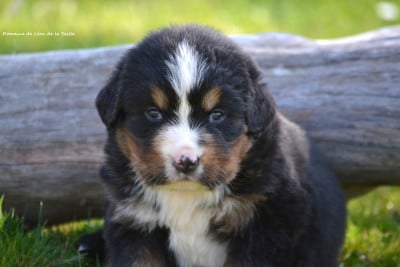 Les chiots de Bouvier Bernois