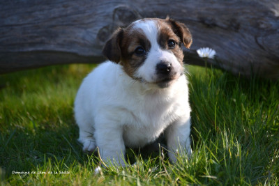 Les chiots de Jack Russell Terrier
