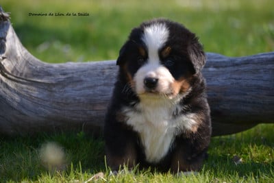 Les chiots de Bouvier Bernois