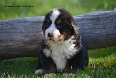 Les chiots de Bouvier Bernois