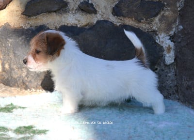 Les chiots de Jack Russell Terrier