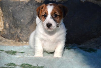 Les chiots de Jack Russell Terrier