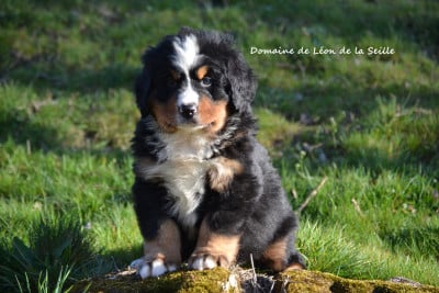Les chiots de Bouvier Bernois