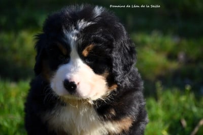 Les chiots de Bouvier Bernois