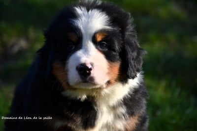 Les chiots de Bouvier Bernois