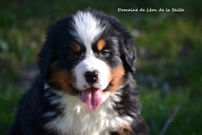 Les chiots de Bouvier Bernois