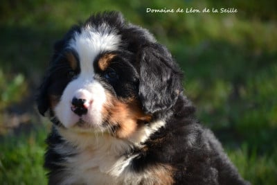 Les chiots de Bouvier Bernois