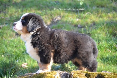 Les chiots de Bouvier Bernois