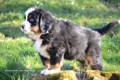 Les chiots de Bouvier Bernois