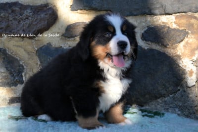 Les chiots de Bouvier Bernois