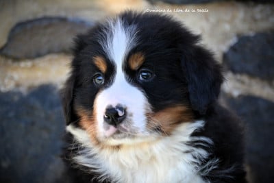 Les chiots de Bouvier Bernois