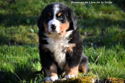 Les chiots de Bouvier Bernois