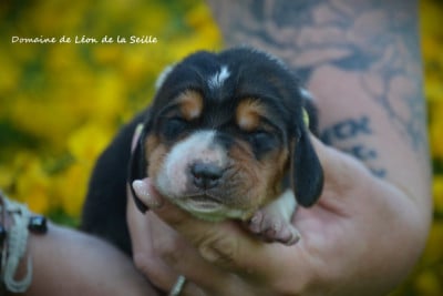 Les chiots de Basset Hound