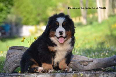 Les chiots de Bouvier Bernois