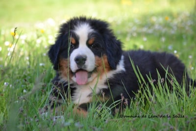 Les chiots de Bouvier Bernois