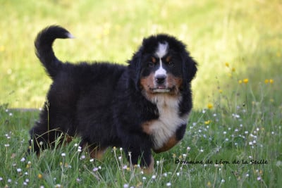 Les chiots de Bouvier Bernois