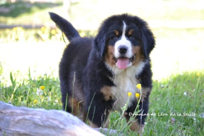 Les chiots de Bouvier Bernois