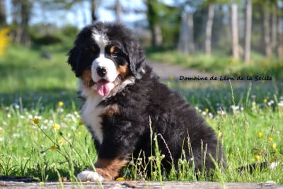 Les chiots de Bouvier Bernois