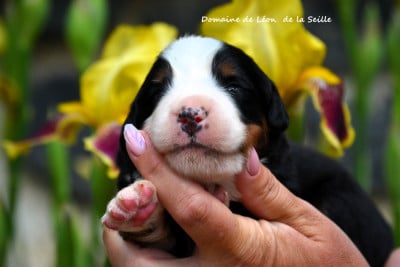 Les chiots de Bouvier Bernois