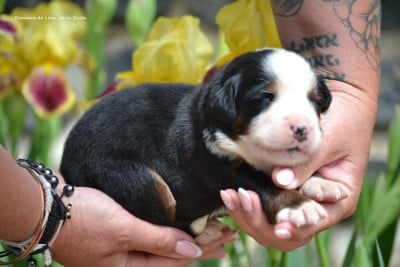 Les chiots de Bouvier Bernois