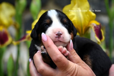 Les chiots de Bouvier Bernois