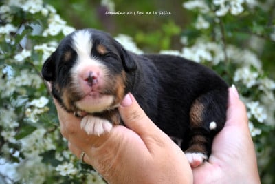 Les chiots de Bouvier Bernois