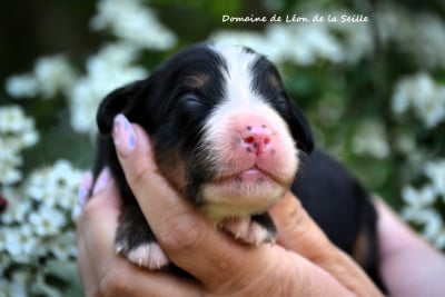 Les chiots de Bouvier Bernois