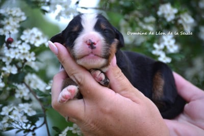 Les chiots de Bouvier Bernois