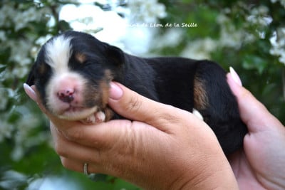 Les chiots de Bouvier Bernois