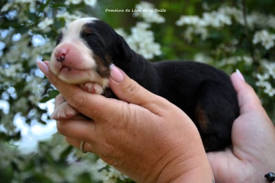 Les chiots de Bouvier Bernois