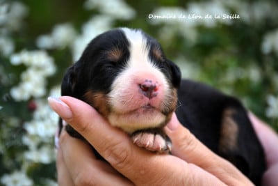 Les chiots de Bouvier Bernois
