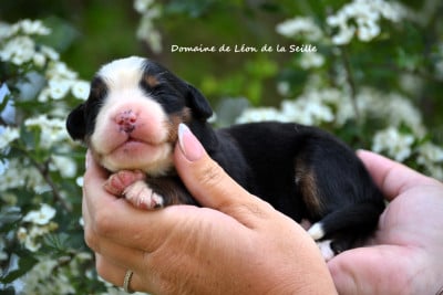 Les chiots de Bouvier Bernois