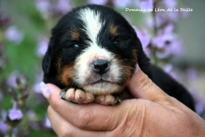 Chiot N°1 - Bouvier Bernois