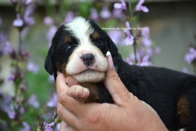 Chiot N°3 - Bouvier Bernois