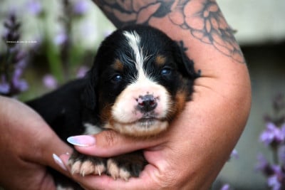 Chiot N°5 - Bouvier Bernois