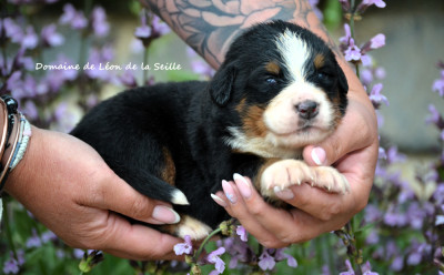 Chiot N°6 - Bouvier Bernois