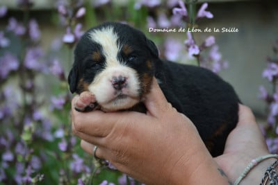Chiot N°7 - Bouvier Bernois