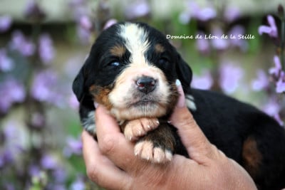 Chiot N°9 - Bouvier Bernois
