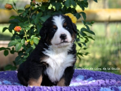 Les chiots de Bouvier Bernois