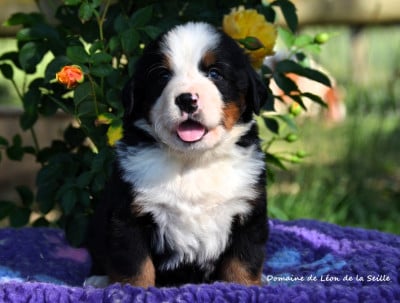 Les chiots de Bouvier Bernois