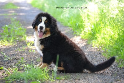 Les chiots de Bouvier Bernois