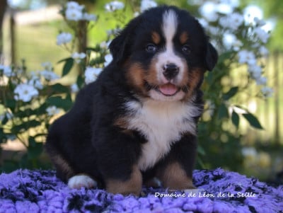 Les chiots de Bouvier Bernois