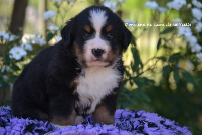 Les chiots de Bouvier Bernois