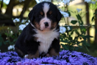 Les chiots de Bouvier Bernois