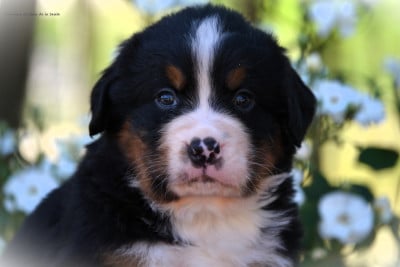 Les chiots de Bouvier Bernois