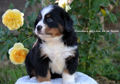 Les chiots de Bouvier Bernois
