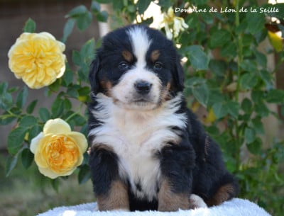 Les chiots de Bouvier Bernois
